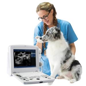 Veterinary Digital Ultrasonic Diagnostic Imaging System Manufacturers in Botad